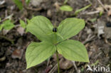 Herb-Paris