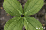 Herb-Paris