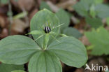 Eenbes (Paris quadrifolia)