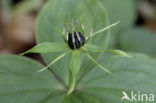 Eenbes (Paris quadrifolia)