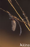 Eendagsvlieg (Ephemera danica)