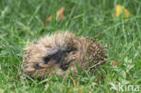 Hedgehog (Erinaceus europaeus)