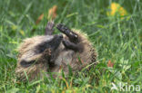 Hedgehog (Erinaceus europaeus)