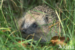 Hedgehog (Erinaceus europaeus)