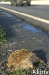 Hedgehog (Erinaceus europaeus)