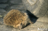 Hedgehog (Erinaceus europaeus)