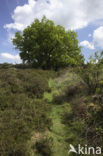 Oak (Quercus)
