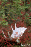 Elk (Alces alces)