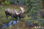 Elk (Alces alces)