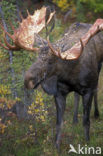 Elk (Alces alces)
