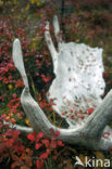 Elk (Alces alces)