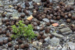 Elk (Alces alces)