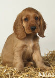 Engelse cocker spaniel (Canis domesticus)