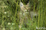 Euraziatische lynx (Lynx lynx) 