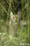 Euraziatische lynx (Lynx lynx) 