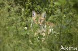 Euraziatische lynx (Lynx lynx) 