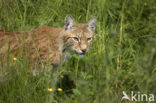 Euraziatische lynx (Lynx lynx) 