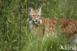 Euraziatische lynx (Lynx lynx) 