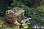 Euraziatische lynx (Lynx lynx) 