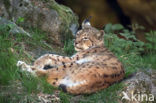 Euraziatische lynx (Lynx lynx) 