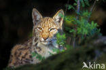 Euraziatische lynx (Lynx lynx) 