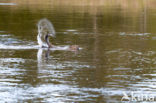 Europese bever (Castor fiber) 