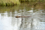 Europese bever (Castor fiber) 