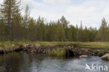 Europese bever (Castor fiber) 