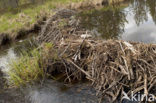 Europese bever (Castor fiber) 