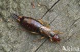 European earwig (Forficula auricularia)