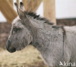 Donkey (Equus asinus)