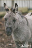 Ezel (Equus asinus)