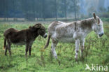 Ezel (Equus asinus)