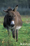 Donkey (Equus asinus)
