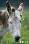 Ezel (Equus asinus)