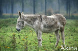 Donkey (Equus asinus)