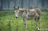 Donkey (Equus asinus)
