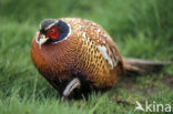 Ring-necked Pheasant (Phasianus colchicus)