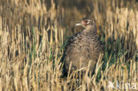 Ring-necked Pheasant (Phasianus colchicus)