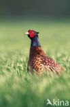 Ring-necked Pheasant (Phasianus colchicus)