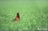 Ring-necked Pheasant (Phasianus colchicus)