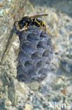 Paper wasp (Polistes dominulus)