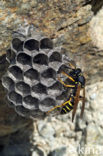 Franse Veldwesp (Polistes dominulus)