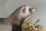 Ferret (Mustela putorius furo)