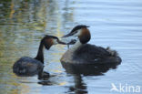 Great Crested Grebe (Podiceps cristatus)