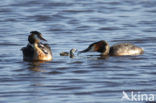 Great Crested Grebe (Podiceps cristatus)