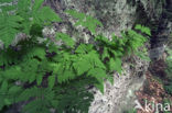 Oak Fern (Gymnocarpium dryopteris)