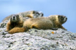 Yellow-bellied marmot (Marmota flaviventris)