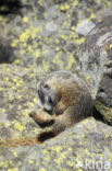 Yellow-bellied marmot (Marmota flaviventris)