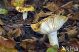 Geelwitte russula (Russula ochroleuca)